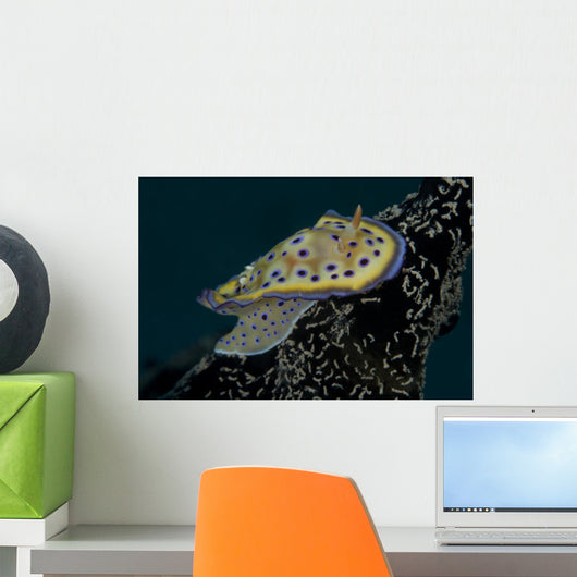 Chromodoris Kuniei Nudibranch Beqa Right Side Wall Decal