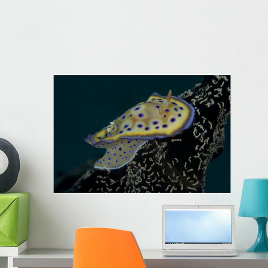 Chromodoris Kuniei Nudibranch Beqa Right Side Wall Decal