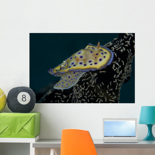Chromodoris Kuniei Nudibranch Beqa Right Side Wall Decal