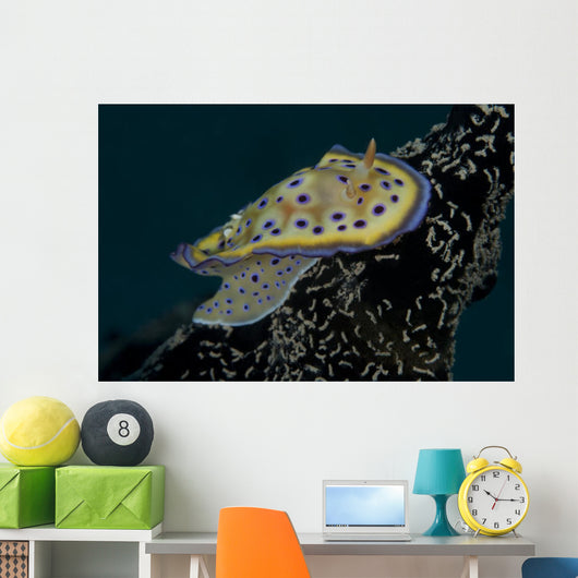 Chromodoris Kuniei Nudibranch Beqa Right Side Wall Decal