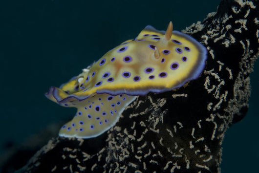 Chromodoris Kuniei Nudibranch Beqa Right Side Wall Decal