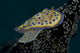 Chromodoris Kuniei Nudibranch Beqa Right Side Wall Decal