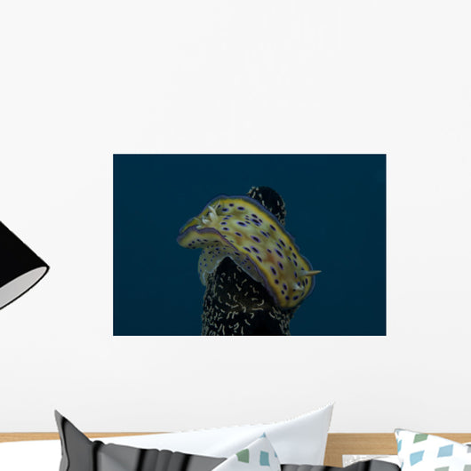 Chromodoris Kuniei Nudibranch Beqa Top Wall Decal