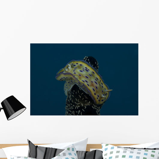 Chromodoris Kuniei Nudibranch Beqa Top Wall Decal