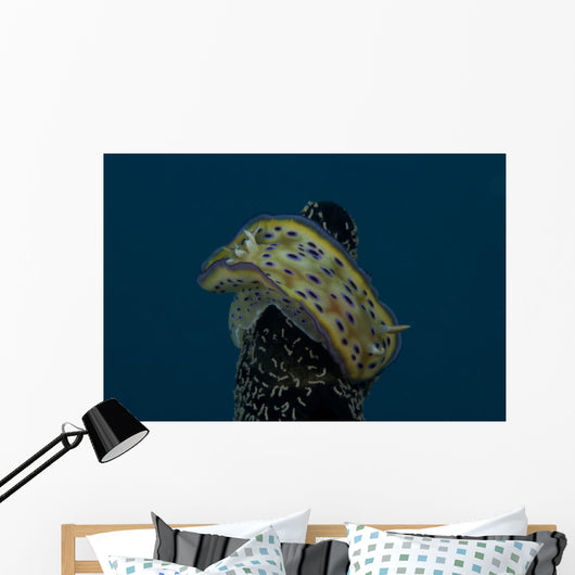 Chromodoris Kuniei Nudibranch Beqa Top Wall Decal