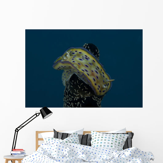 Chromodoris Kuniei Nudibranch Beqa Top Wall Decal