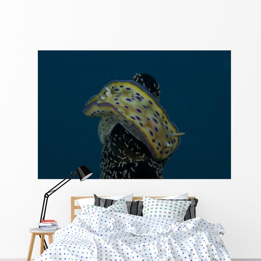 Chromodoris Kuniei Nudibranch Beqa Top Wall Decal