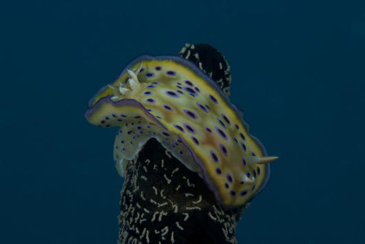 Chromodoris Kuniei Nudibranch Beqa Top Wall Decal