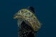 Chromodoris Kuniei Nudibranch Beqa Top Wall Decal