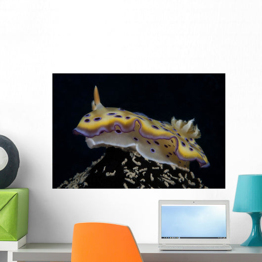 Chromodoris Kuniei Nudibranch Beqa Left Side Wall Decal