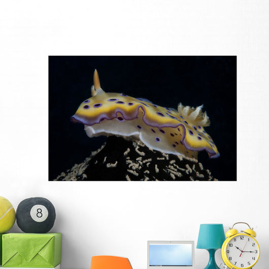 Chromodoris Kuniei Nudibranch Beqa Left Side Wall Decal