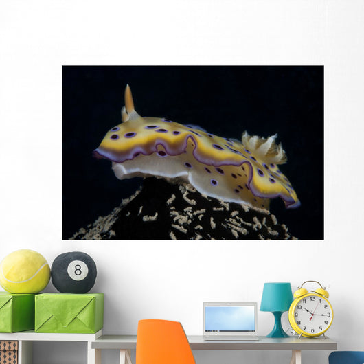 Chromodoris Kuniei Nudibranch Beqa Left Side Wall Decal