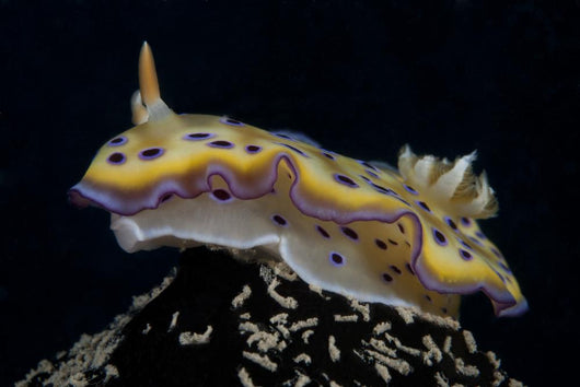 Chromodoris Kuniei Nudibranch Beqa Left Side Wall Decal