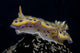 Chromodoris Kuniei Nudibranch Beqa Left Side Wall Decal