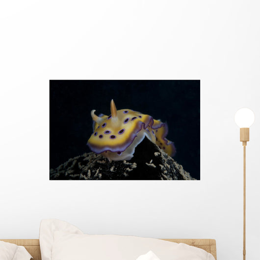 Chromodoris Kuniei Nudibranch Beqa Front Wall Decal