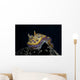 Chromodoris Kuniei Nudibranch Beqa Front Wall Decal