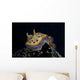 Chromodoris Kuniei Nudibranch Beqa Front Wall Decal