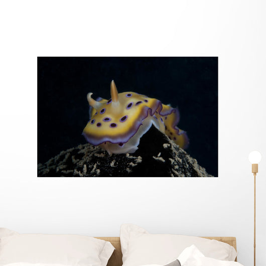 Chromodoris Kuniei Nudibranch Beqa Front Wall Decal