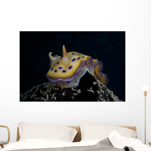 Chromodoris Kuniei Nudibranch Beqa Front Wall Decal