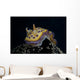 Chromodoris Kuniei Nudibranch Beqa Front Wall Decal