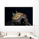 Chromodoris Kuniei Nudibranch Beqa Front Wall Decal