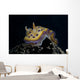 Chromodoris Kuniei Nudibranch Beqa Front Wall Decal