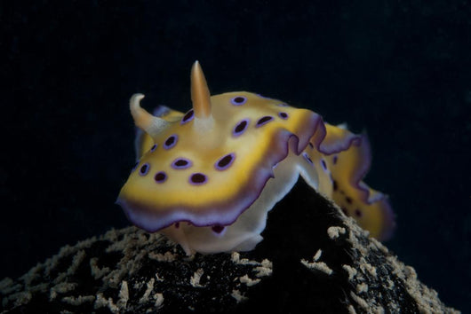 Chromodoris Kuniei Nudibranch Beqa Front Wall Decal