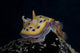 Chromodoris Kuniei Nudibranch Beqa Front Wall Decal