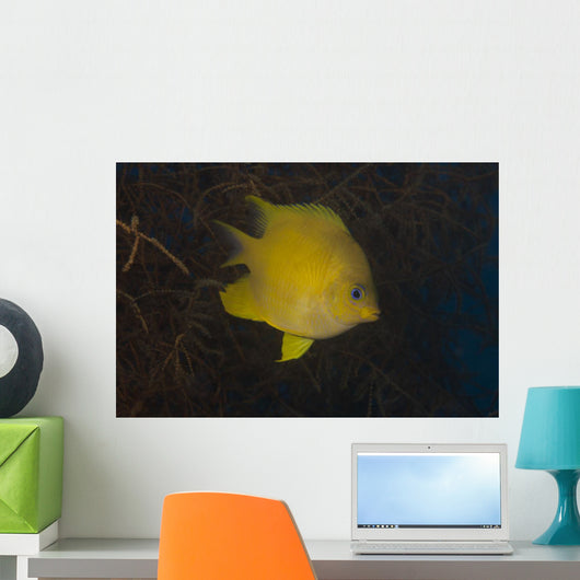 Golden Damselfish Swimming Soft Wall Decal