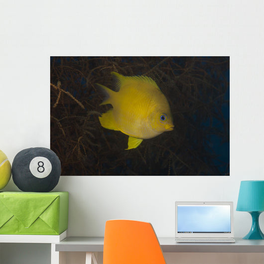 Golden Damselfish Swimming Soft Wall Decal