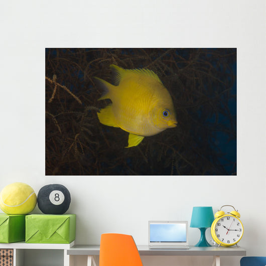 Golden Damselfish Swimming Soft Wall Decal