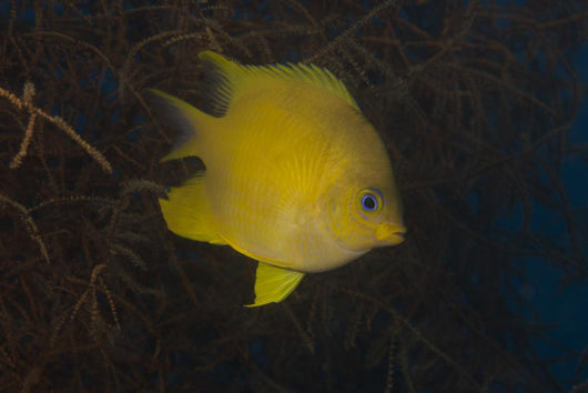 Golden Damselfish Swimming Soft Wall Decal