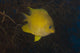 Golden Damselfish Swimming Soft Wall Decal