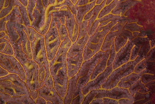 Soft Coral Polyps Feeding Wall Decal