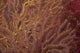 Soft Coral Polyps Feeding Wall Decal