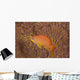 Scalefin Anthias Fish Beqa Coral Wall Decal