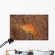 Scalefin Anthias Fish Beqa Coral Wall Decal