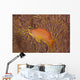 Scalefin Anthias Fish Beqa Coral Wall Decal