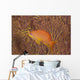 Scalefin Anthias Fish Beqa Coral Wall Decal