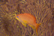 Scalefin Anthias Fish Beqa Coral Wall Decal