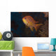Scalefin Anthias Fish Beqa Wall Front Decal