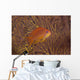 Scalefin Anthias Fish Beqa Profile Wall Decal