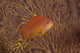 Scalefin Anthias Fish Beqa Profile Wall Decal