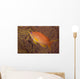 Scalefin Anthias Fish Beqa Left Wall Decal