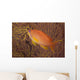 Scalefin Anthias Fish Beqa Left Wall Decal