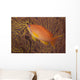 Scalefin Anthias Fish Beqa Left Wall Decal
