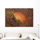 Scalefin Anthias Fish Beqa Left Wall Decal