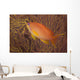 Scalefin Anthias Fish Beqa Left Wall Decal