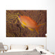 Scalefin Anthias Fish Beqa Left Wall Decal