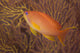 Scalefin Anthias Fish Beqa Left Wall Decal